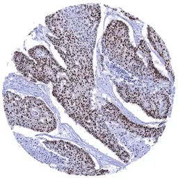 Anti-SOX9 antibody [MSVA-709R] HistoMAX&trade; used in IHC (Paraffin sections) (IHC-P). GTX04459