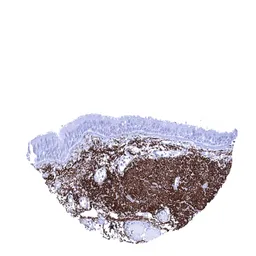 Anti-Elastin antibody [MSVA-648R] HistoMAX&trade; used in IHC (Paraffin sections) (IHC-P). GTX04466