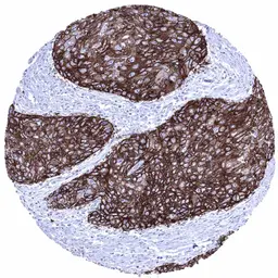 Anti-GluT1 antibody [MSVA-401R] HistoMAX&trade; used in IHC (Paraffin sections) (IHC-P). GTX04469