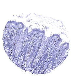 Anti-Myeloperoxidase antibody [MSVA-692M] HistoMAX&trade; used in IHC (Paraffin sections) (IHC-P). GTX04470