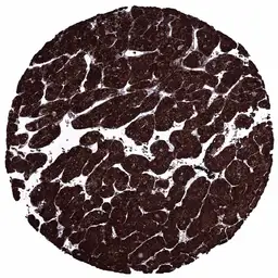 Anti-Glutamine synthetase antibody [MSVA-750M] HistoMAX&trade; used in IHC (Paraffin sections) (IHC-P). GTX04471