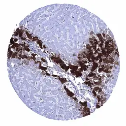 Anti-Glutamine synthetase antibody [MSVA-750M] HistoMAX&trade; used in IHC (Paraffin sections) (IHC-P). GTX04471