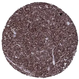 Anti-CD23 antibody [MSVA-023M] HistoMAX&trade; used in IHC (Paraffin sections) (IHC-P). GTX04472
