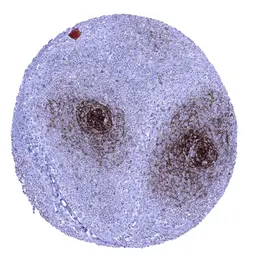 Anti-CD23 antibody [MSVA-023M] HistoMAX&trade; used in IHC (Paraffin sections) (IHC-P). GTX04472