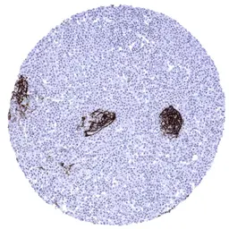 Anti-CD23 antibody [MSVA-023M] HistoMAX&trade; used in IHC (Paraffin sections) (IHC-P). GTX04472