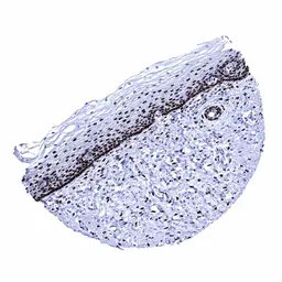 Anti-Estrogen Receptor alpha antibody [MSVA-564R] HistoMAX&trade; used in IHC (Paraffin sections) (IHC-P). GTX04474