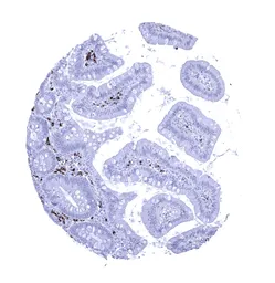 Anti-Rabbit anti-human IgA antibody [MSVA-700R] HistoMAX&trade; used in IHC (Paraffin sections) (IHC-P). GTX04490