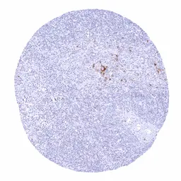 Anti-Rabbit anti-human IgD antibody [MSVA-701R] HistoMAX&trade; used in IHC (Paraffin sections) (IHC-P). GTX04491