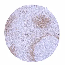 Anti-Rabbit anti-human IgD antibody [MSVA-701R] HistoMAX&trade; used in IHC (Paraffin sections) (IHC-P). GTX04491