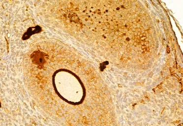Anti-Fibronectin antibody used in IHC (Paraffin sections) (IHC-P). GTX04498