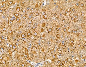 Anti-MAP1A antibody used in IHC (Paraffin sections) (IHC-P). GTX04514