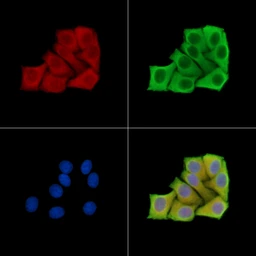 Anti-LGR5 antibody used in Immunocytochemistry/ Immunofluorescence (ICC/IF). GTX04555