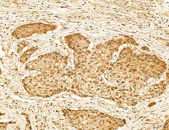 Anti-TIP47 antibody used in IHC (Paraffin sections) (IHC-P). GTX04559