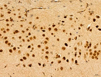 Anti-TIP47 antibody used in IHC (Paraffin sections) (IHC-P). GTX04559