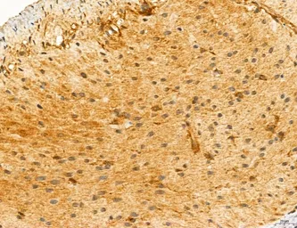 Anti-TIP47 antibody used in IHC (Paraffin sections) (IHC-P). GTX04559