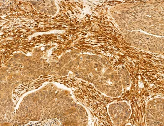 Anti-TIP47 antibody used in IHC (Paraffin sections) (IHC-P). GTX04559