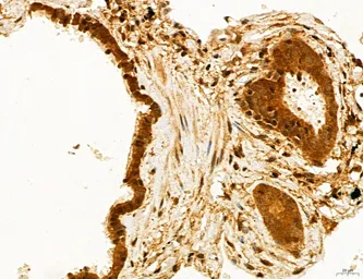 Anti-TIP47 antibody used in IHC (Paraffin sections) (IHC-P). GTX04559