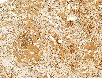 Anti-TIP47 antibody used in IHC (Paraffin sections) (IHC-P). GTX04559