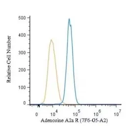 Anti-Adenosine A2a Receptor antibody [7F6-G5-A2] used in Flow cytometry (FCM). GTX04561