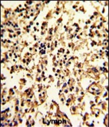 Anti-GCET1 antibody used in IHC (Paraffin sections) (IHC-P). GTX04610