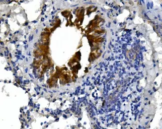 Anti-cGK1 antibody used in IHC (Paraffin sections) (IHC-P). GTX04678
