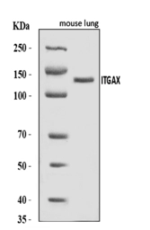Anti-CD11c antibody used in Western Blot (WB). GTX04685