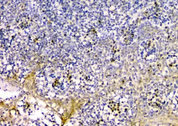 Anti-GM130 antibody [6D4] used in IHC (Paraffin sections) (IHC-P). GTX04699