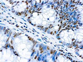 Anti-c-Myc antibody [9E10] used in IHC (Paraffin sections) (IHC-P). GTX04712