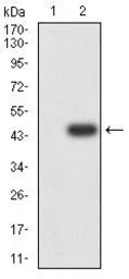 Anti-CD109 antibody [3B5G6] used in Western Blot (WB). GTX04727