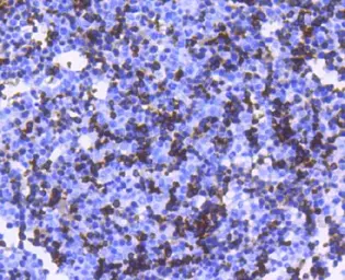 Anti-Hemoglobin alpha antibody [EGI-8] used in IHC (Paraffin sections) (IHC-P). GTX04752