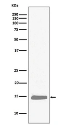 Anti-Hemoglobin alpha antibody [EGI-8] used in Western Blot (WB). GTX04752
