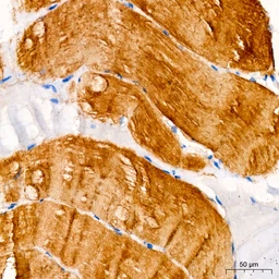 Anti-MYH7 antibody used in IHC (Paraffin sections) (IHC-P). GTX04788