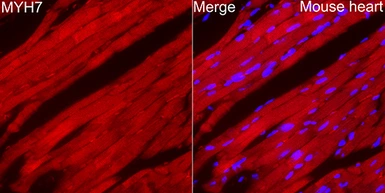 Anti-MYH7 antibody used in IHC (Paraffin sections) (IHC-P). GTX04788