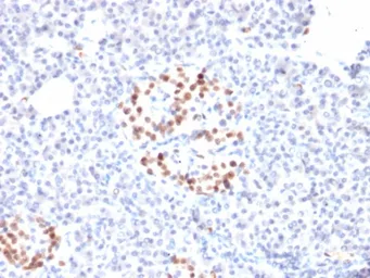 Anti-NKX6-1 antibody [NKX61/2561] used in IHC (Paraffin sections) (IHC-P). GTX04829