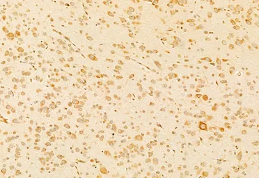 Anti-GnRH1 antibody used in IHC (Paraffin sections) (IHC-P). GTX04860