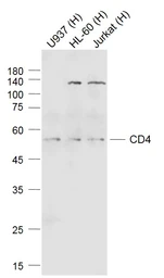 Anti-CD4 antibody used in Western Blot (WB). GTX04861