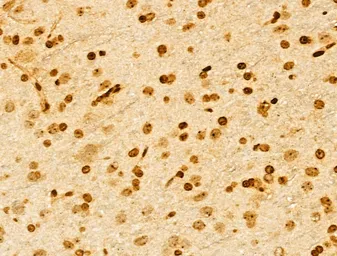 Anti-NUDT21 antibody used in IHC (Paraffin sections) (IHC-P). GTX04874