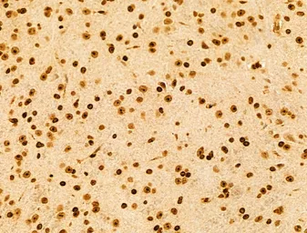 Anti-NUDT21 antibody used in IHC (Paraffin sections) (IHC-P). GTX04874