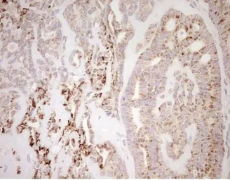 Anti-NR0B2 antibody [OTI7B5] used in IHC (Paraffin sections) (IHC-P). GTX04884