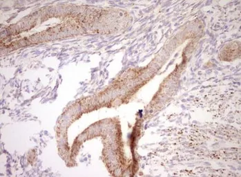 Anti-NR0B2 antibody [OTI7B5] used in IHC (Paraffin sections) (IHC-P). GTX04884