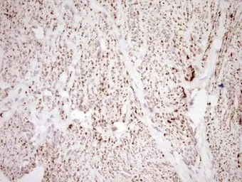 Anti-NR0B2 antibody [OTI7B5] used in IHC (Paraffin sections) (IHC-P). GTX04884
