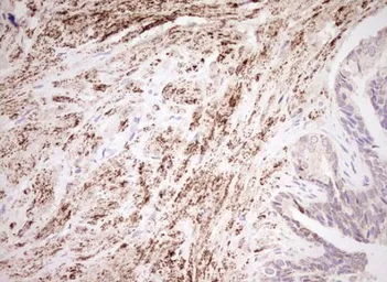Anti-NR0B2 antibody [OTI7B5] used in IHC (Paraffin sections) (IHC-P). GTX04884