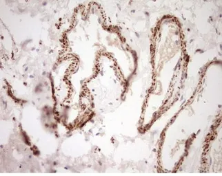 Anti-NR0B2 antibody [OTI7B5] used in IHC (Paraffin sections) (IHC-P). GTX04884