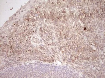 Anti-NR0B2 antibody [OTI7B5] used in IHC (Paraffin sections) (IHC-P). GTX04884