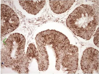 Anti-NR0B2 antibody [OTI7B5] used in IHC (Paraffin sections) (IHC-P). GTX04884