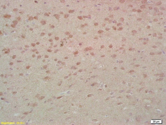 Anti-MST1 antibody used in IHC (Paraffin sections) (IHC-P). GTX04891