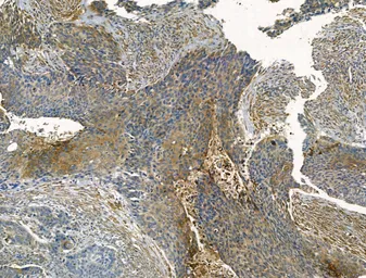 Anti-SMAD1+5+8(9) antibody used in IHC (Paraffin sections) (IHC-P). GTX04895