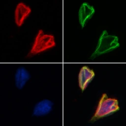 Anti-xCT / SLC7A11 antibody used in Immunocytochemistry/ Immunofluorescence (ICC/IF). GTX04911