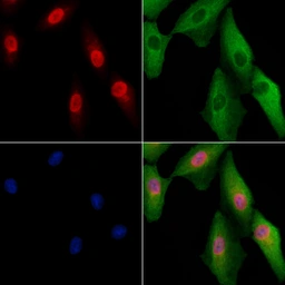 Anti-NEIL2 antibody used in Immunocytochemistry/ Immunofluorescence (ICC/IF). GTX04947
