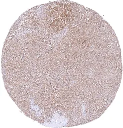 Anti-MTAP antibody [MSVA-741R] HistoMAX&trade; used in IHC (Paraffin sections) (IHC-P). GTX04964